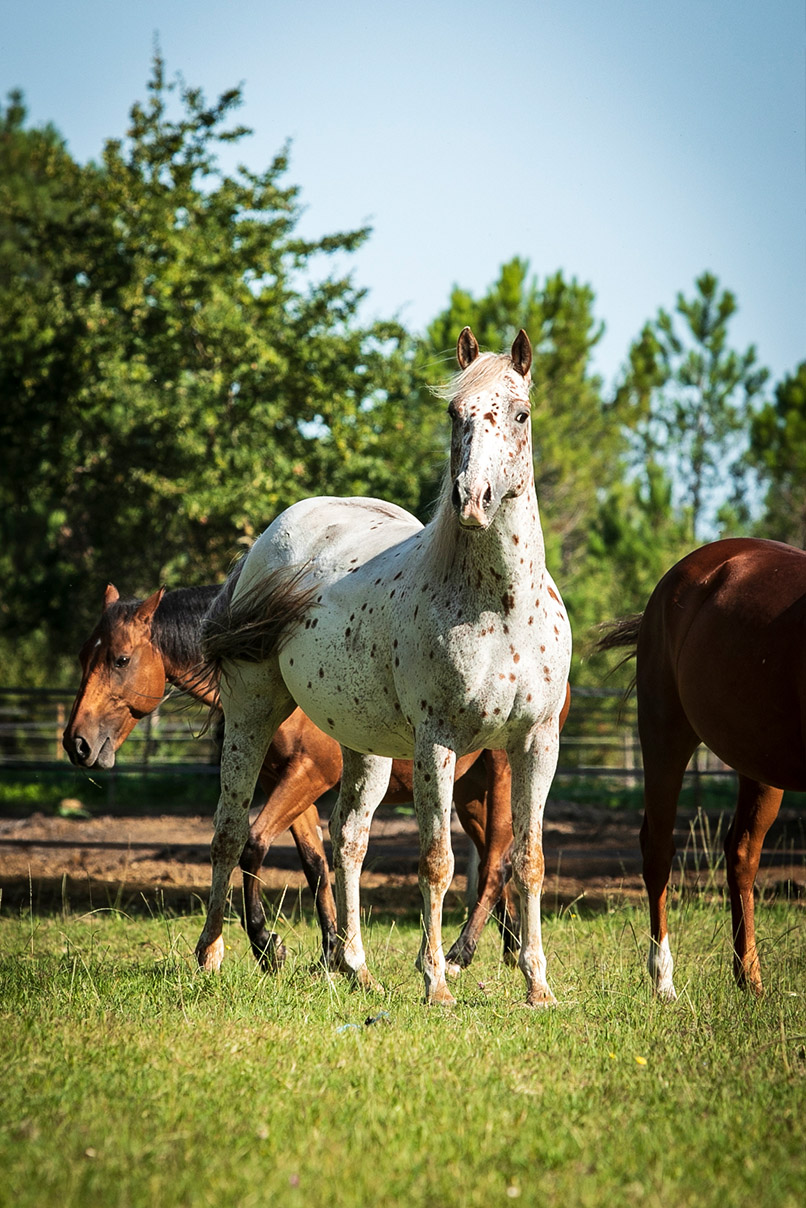 Boomer Appaloosa Village Western