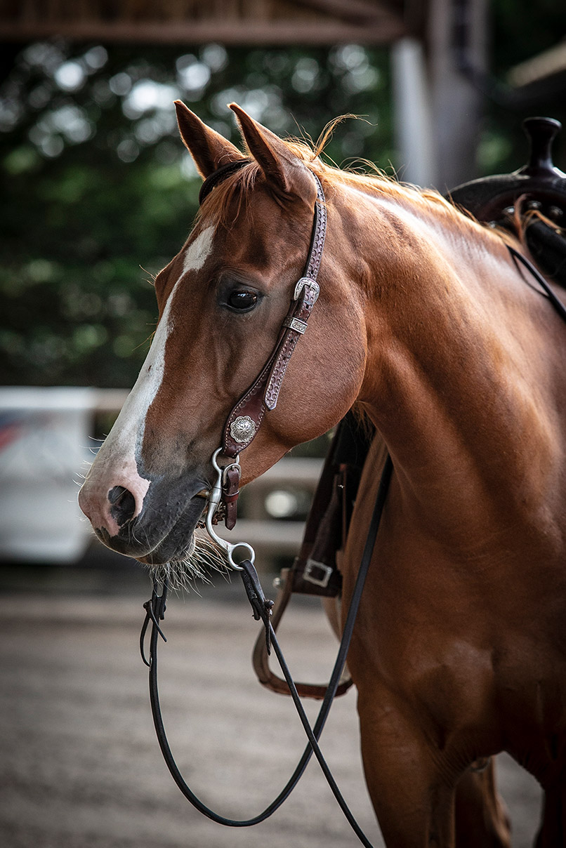 Quarter horse Village Western