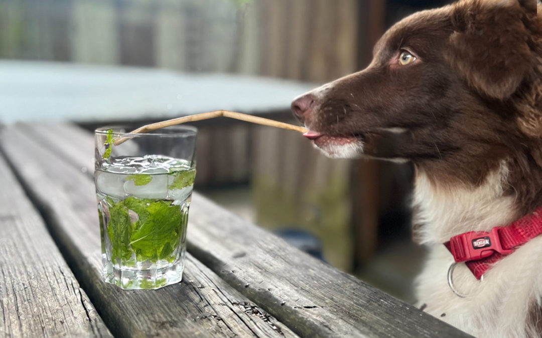 Vacances avec votre chien au Yelloh! Village-Le Village Western