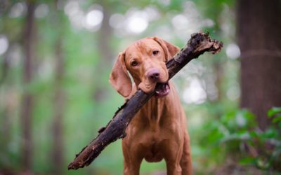 Label Qualidog : voyager avec son chien à Hourtin
