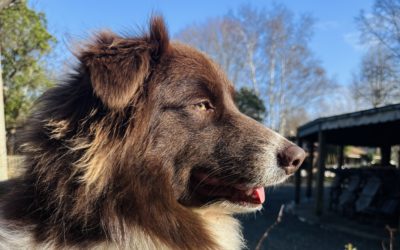Vacances avec son chien à Hourtin : activités et bonnes adresses