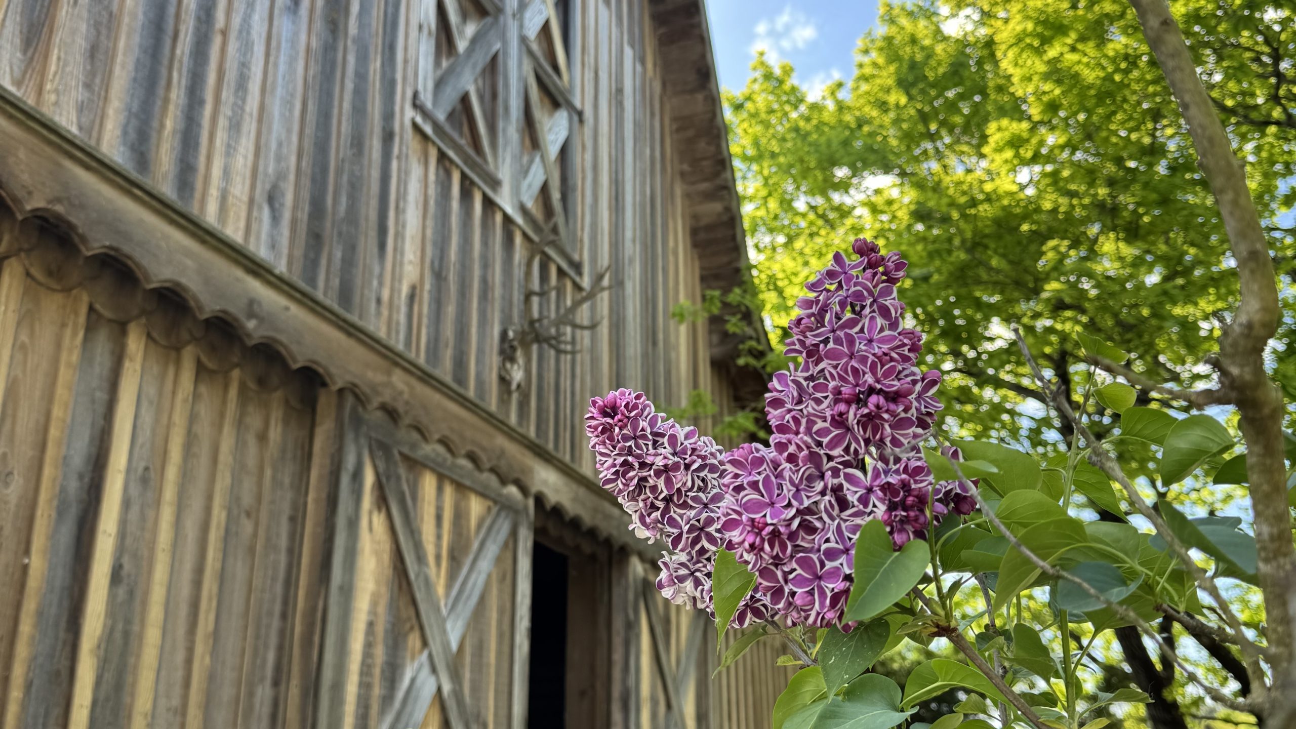 Fleur (1) – Copie